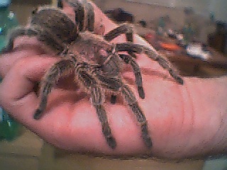 harriet 1